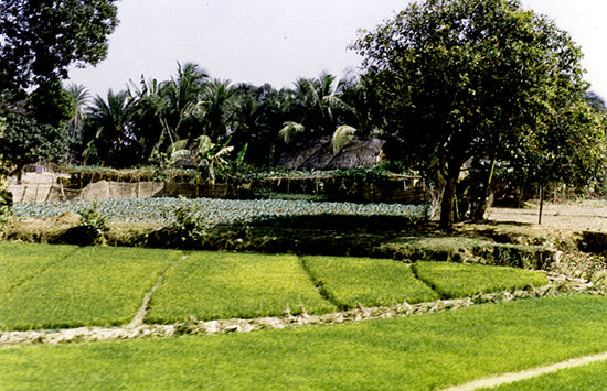 Conveyance Arts in Bangladesh, India and Pakistan