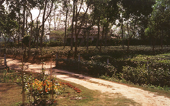 Conveyance Arts in Bangladesh, India and Pakistan