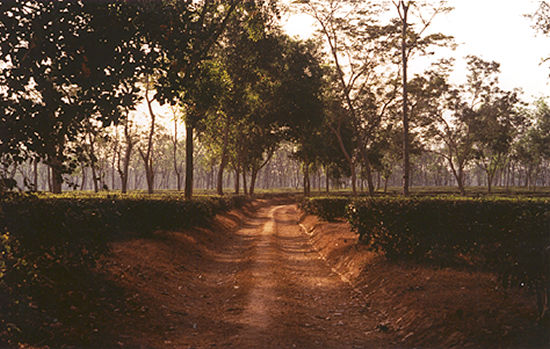 Conveyance Arts in Bangladesh, India and Pakistan
