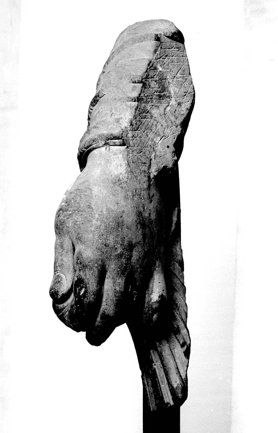 Chandigarh Museum