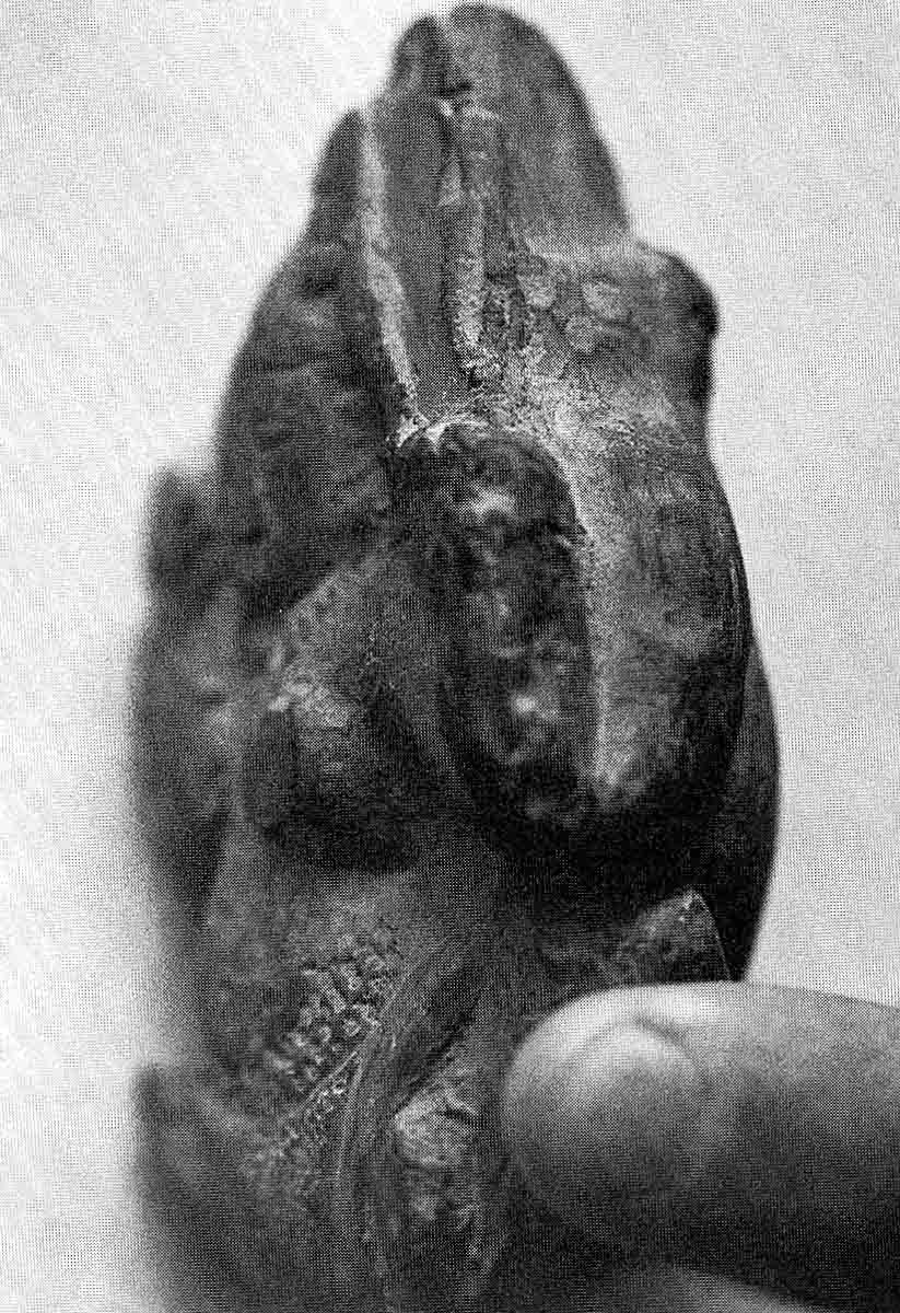 Lajja Gauri