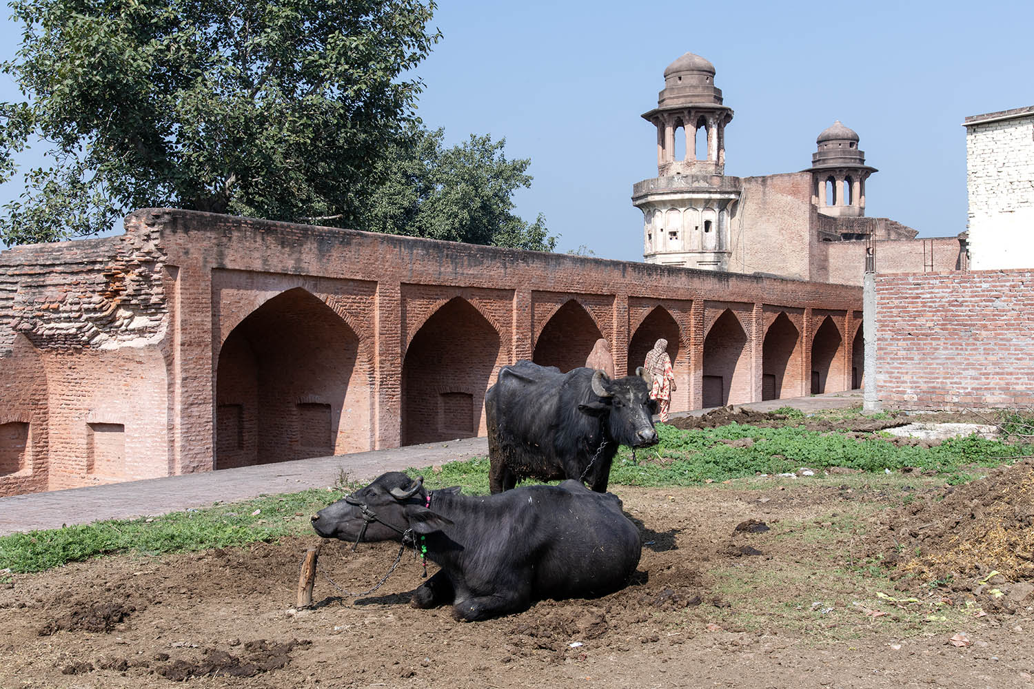 AFCP 2023-25, Sarai Amanat Khan, Punjab
