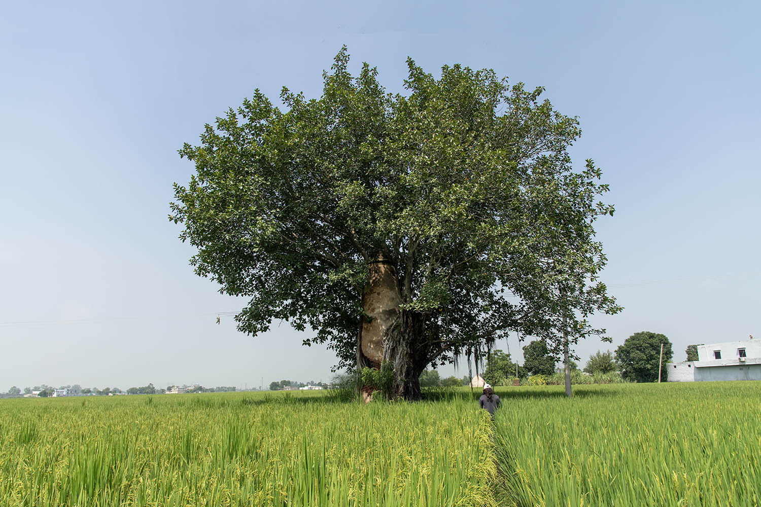 AFCP 2023-25, Kos Minar at Karamjitpur, Punjab