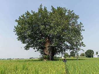 Kos Minar, Karamjitpur, Punjab