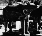 Mandakini Kund, Achalgadh, Rajasthan