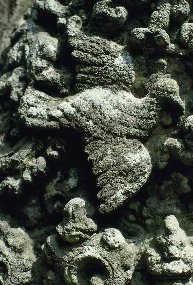 ACSAA Digital Images (Monuments)
