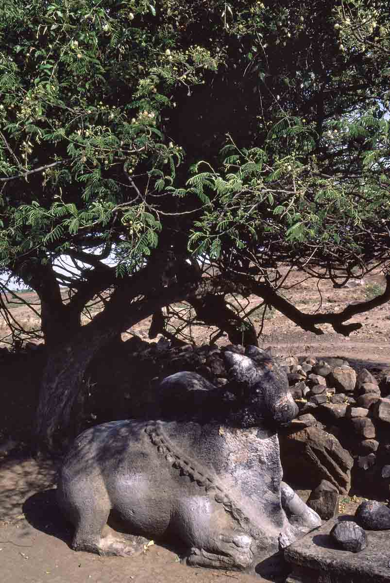 ACSAA Digital Images (Museums)